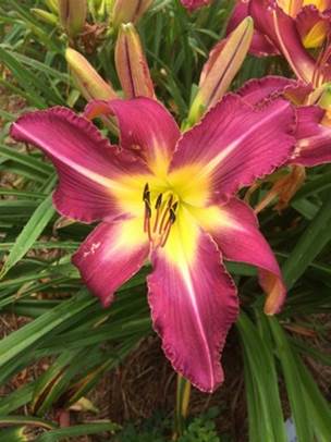 Daylily