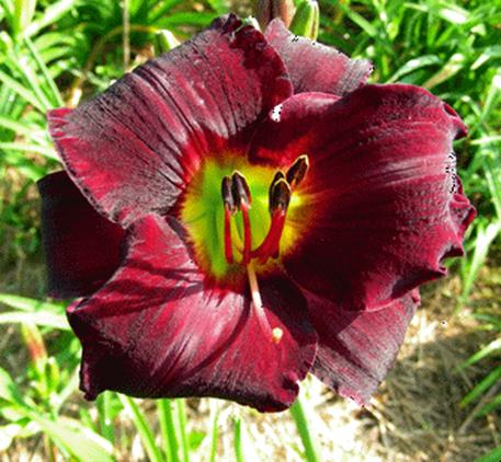 A red flower with green leaves

Description automatically generated with low confidence