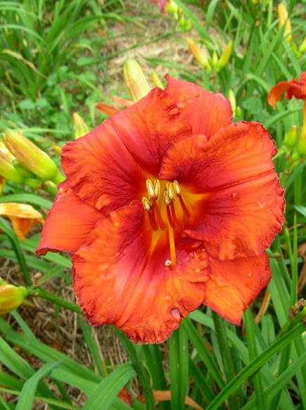 A red flower in grass

Description automatically generated with low confidence