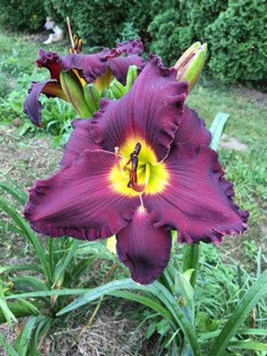 Daylily