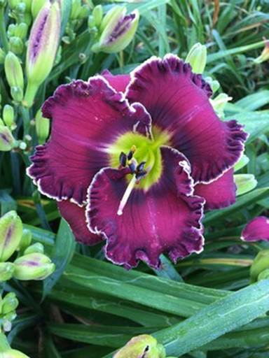 Daylily